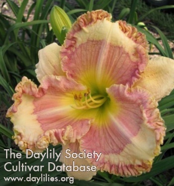 Daylily In Stitches